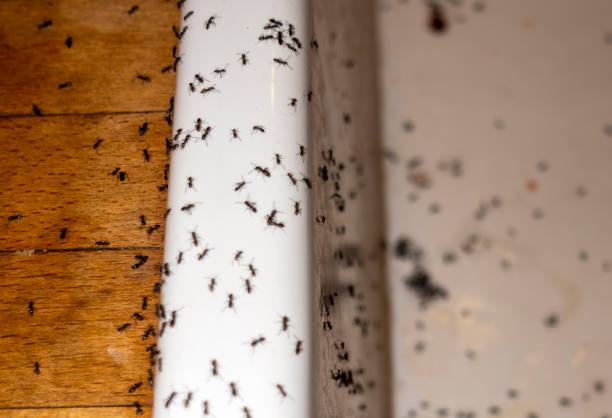 Professional Pest Control in Okarche, OK