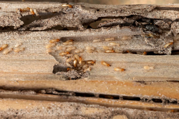 Best Insect Control  in Arche, OK